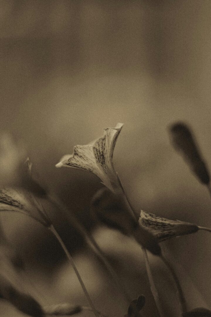 naturopathic approach to endometriosis
