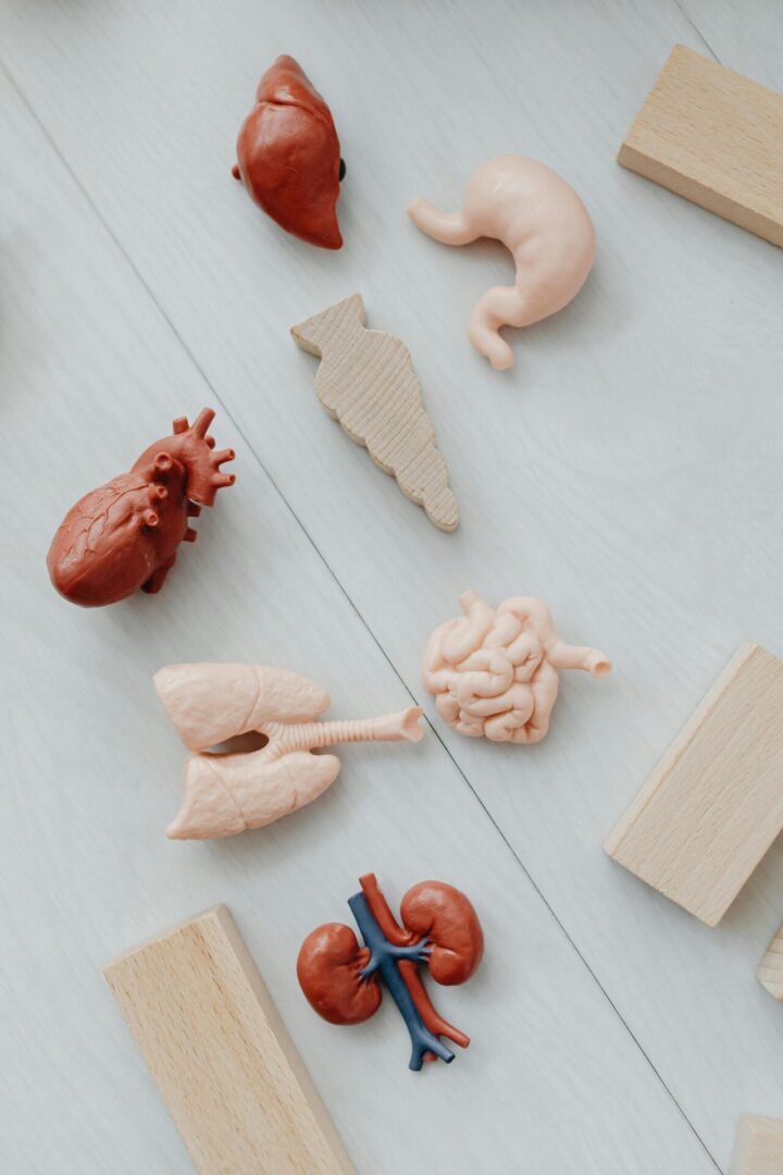 kidney and liver