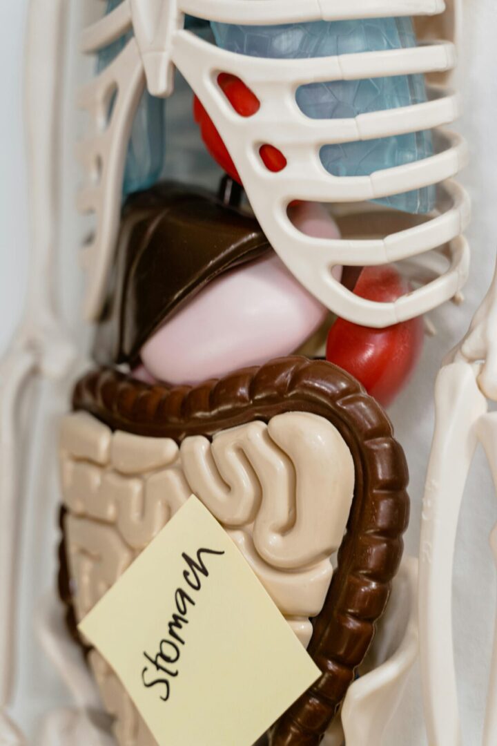 digestive health